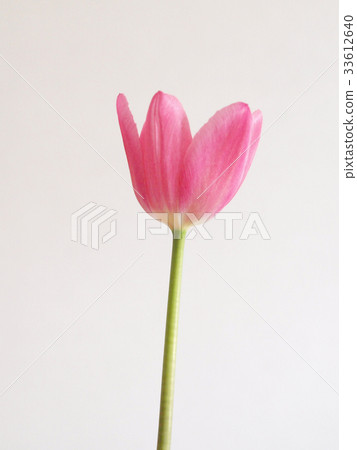 Flowers Flowers 33612640