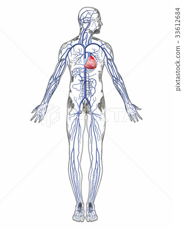 Vein _ human body 2 transparent 33612684