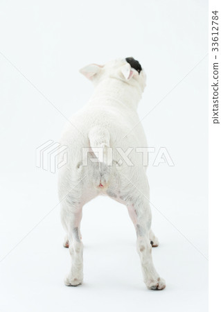 鬥牛犬我打孔 33612784
