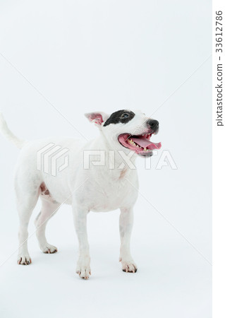 鬥牛犬我打孔 33612786