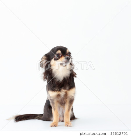 Chihuahua long coat 33612791