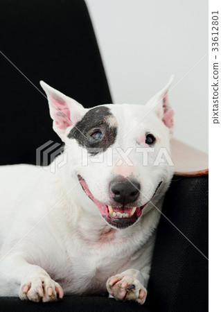 Bull terrier relaxing on the sofa Bull terrier relaxing on the sofa 33612801