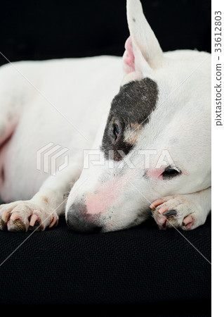 放鬆在沙發的雜種犬 33612803