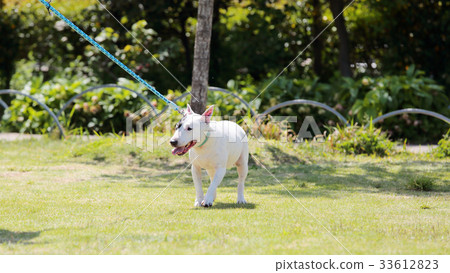 鬥牛犬走路 鬥牛犬走路 33612823