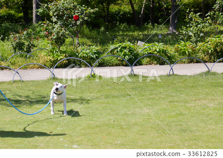 Bull terrier walk Bull terrier walk 33612825