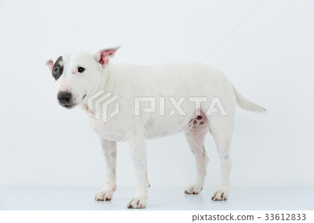 Bull Terrier I Punch Bull Terrier I Punch 33612833