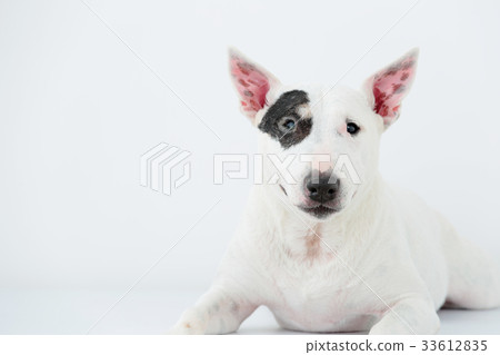 鬥牛犬我打孔 33612835