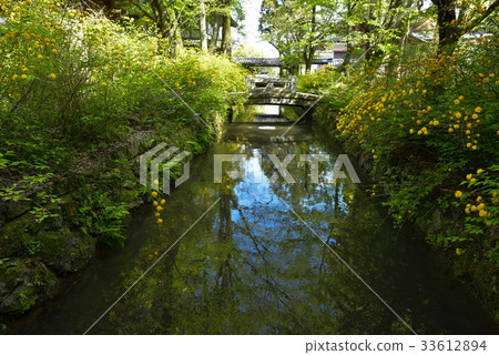 Matsuo Taisha Yamabuki Matsuo Taisha Yamabuki 33612894