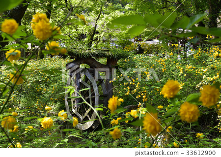 Matsuo Taisha Yamabuki 33612900