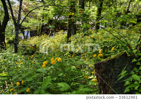 Matsuo Taisha Yamabuki 33612901