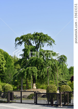 Tojiji Fuji cherry tree Tojiji Fuji cherry tree 33613151