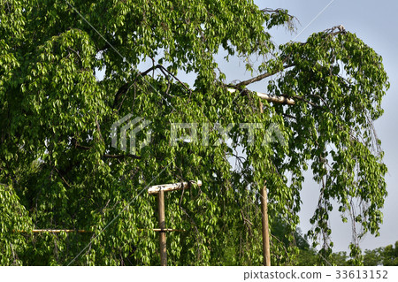 Tojiji Fuji cherry tree Tojiji Fuji cherry tree 33613152