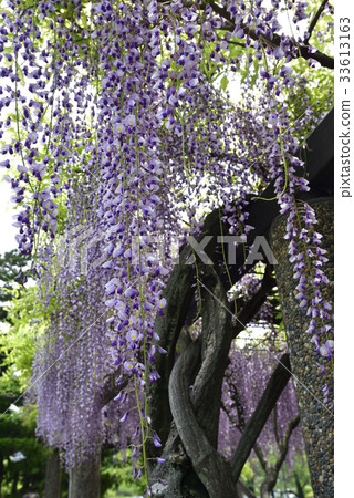 Kyoto City Museum of Art Garden (Fujitana) 33613163