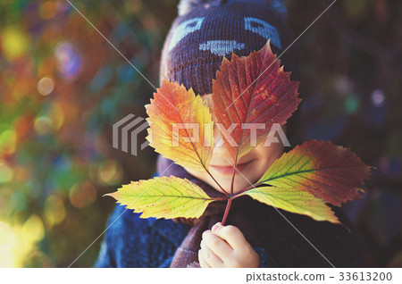 a little boy holding a maple leaf close up 33613200