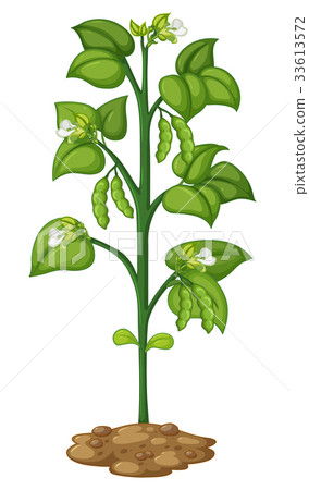图库插图: green pea on the plant