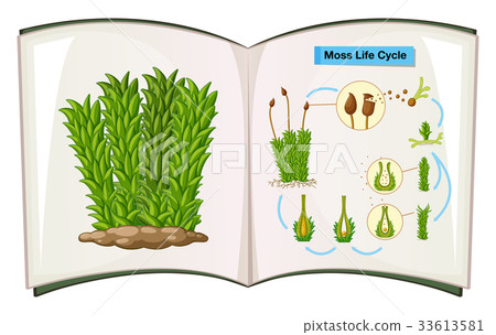 Book showing life cycle of moss 33613581