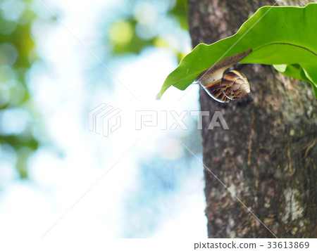 tropical snail under large bird's nest palm leaf  33613869