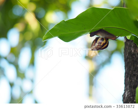 tropical snail under large bird's nest palm leaf  33613872