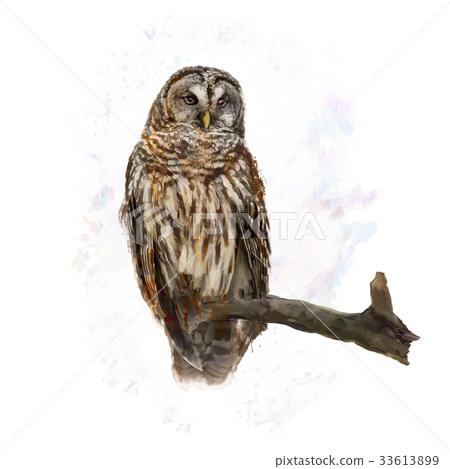 Barred Owl perching watercolor 33613899