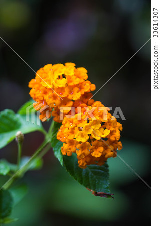orange lantana flower on nature background 33614307