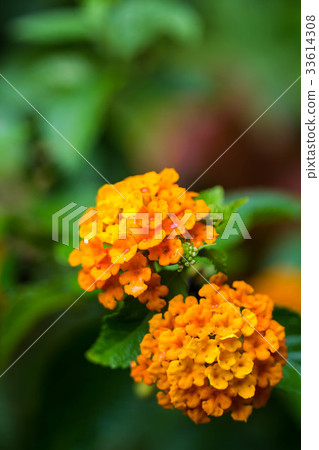 orange lantana flower on nature background 33614308