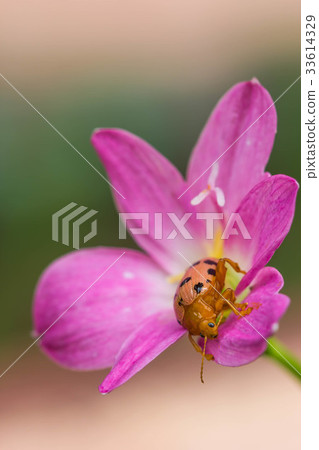 couple lady insect on flower couple lady insect on flower 33614329