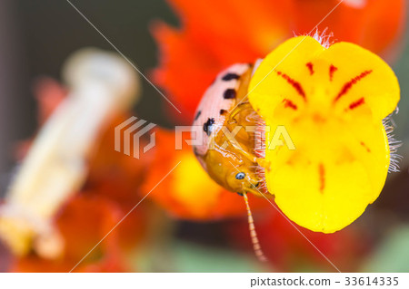 couple lady insect on flower couple lady insect on flower 33614335