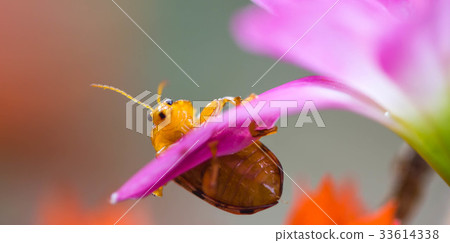 couple lady insect on flower 33614338