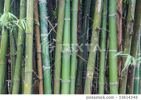 green bamboo trees for background green bamboo trees for background 33614348