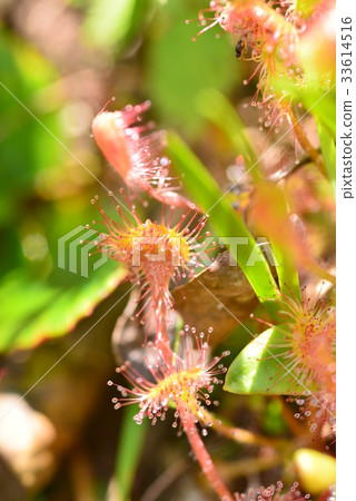 威爾士洋蔥 33614516