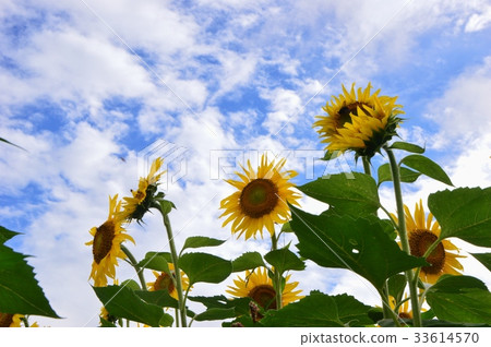 Sunflower of Akeno Yamanashi Prefecture 33614570