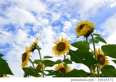 Sunflower of Akeno Yamanashi Prefecture 33614571