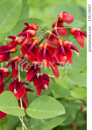 美國Deigo 33614667