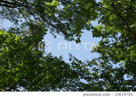 在綠色空白的藍天 33614785