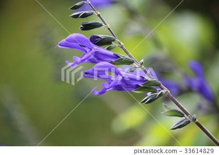 Meadows flower 33614829