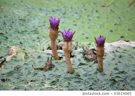 Onibus flowers 33614865