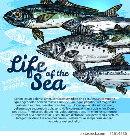 Vector poster of fish sea life or oceanarium Vector poster of fish sea life or oceanarium 33614886