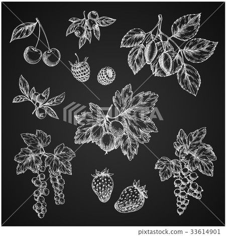 Vectro chalk sketch icons of berries fruits 33614901