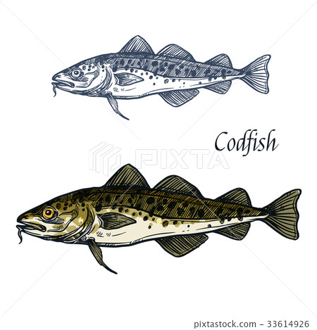 Cod fish vector isolated sketch icon Cod fish vector isolated sketch icon 33614926