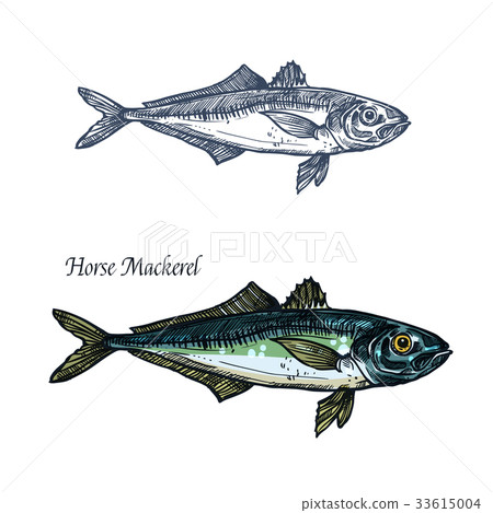 Horse mackerel fish vector isolated sketch icon Horse mackerel fish vector isolated sketch icon 33615004
