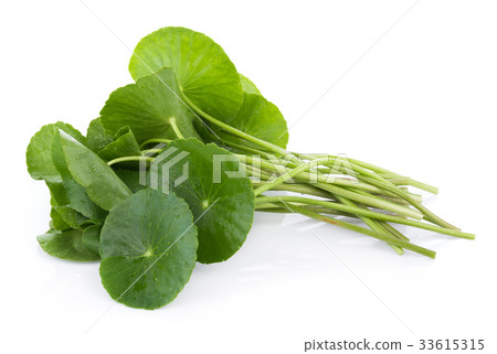 Closeup leaf of Gotu kola, Asiatic pennywort 33615315