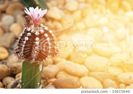 Small cactus blooming flower in cactus garden Small cactus blooming flower in cactus garden 33615640