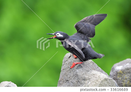 Keimafuri Tezu Island 33616689