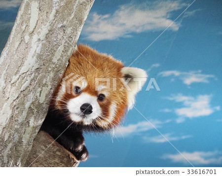 Redress Panda 01 33616701