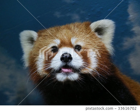 小熊貓02 33616702