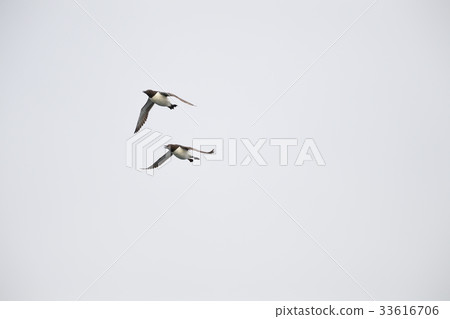 Ororon bird sea glass Teuri Island Ororon bird sea glass Teuri Island 33616706