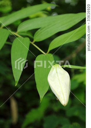 Flower lily bud Tadami Flower lily bud Tadami 33616920