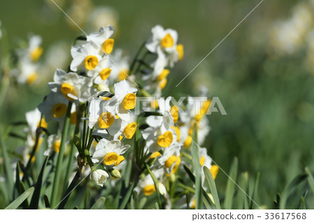 Daffodil flowers 33617568