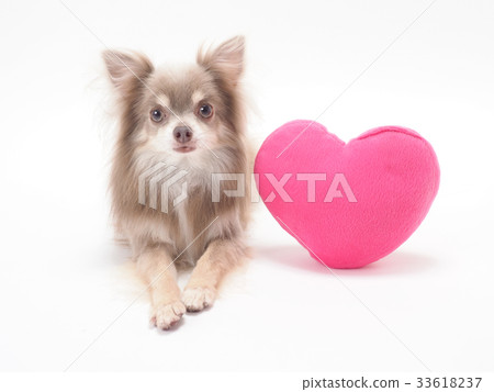 Chihuahua and pink heart Chihuahua and pink heart 33618237
