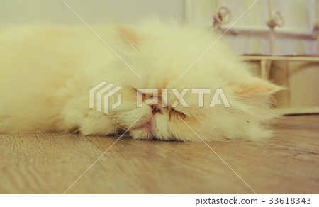 Beautiful short hair cat 33618343